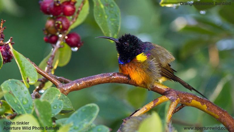 Orange-breasted Sunbird