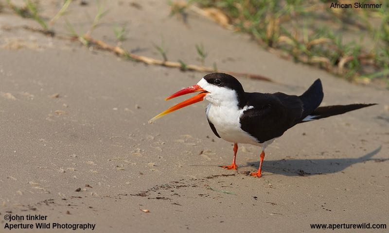 African Skimmer