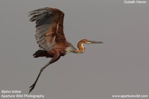 Goliath Heron