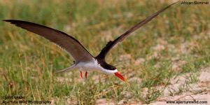 African Skimmer1