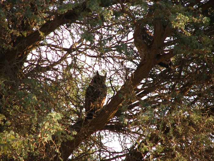 Spotted Eagle-Owl