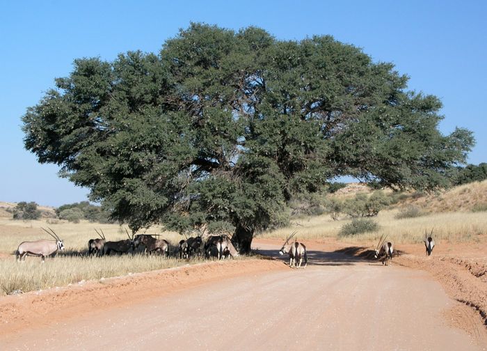 We often find Verreaux's Eagle Owl in this Camelthorn