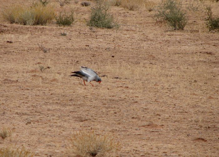 Pale Chanting Goshawk  catching termites