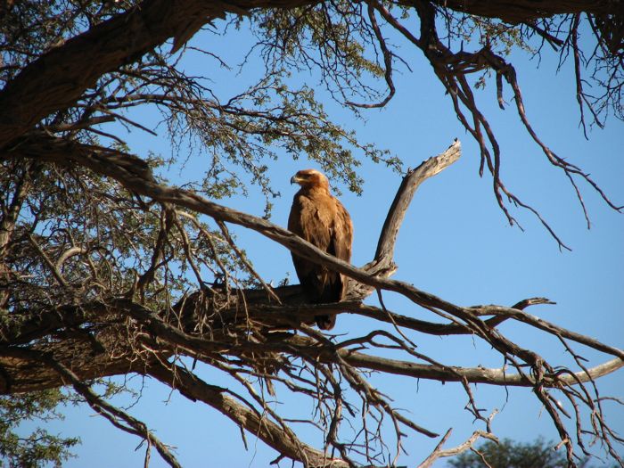 Tawny Eagle