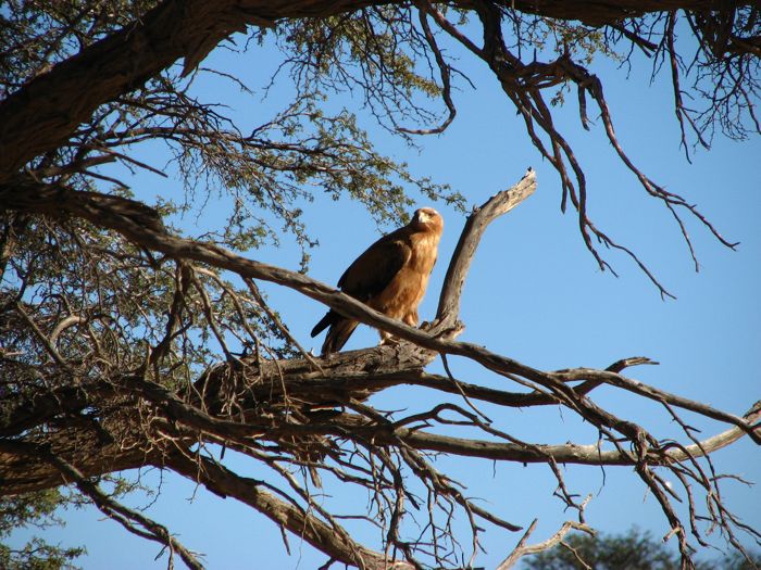 Aquila rapax
