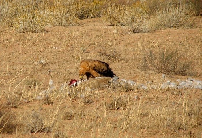 Aquila rapax