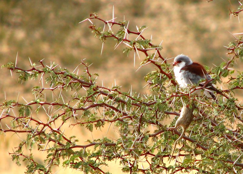 Female Pygmy Falcon with Striped Mouse