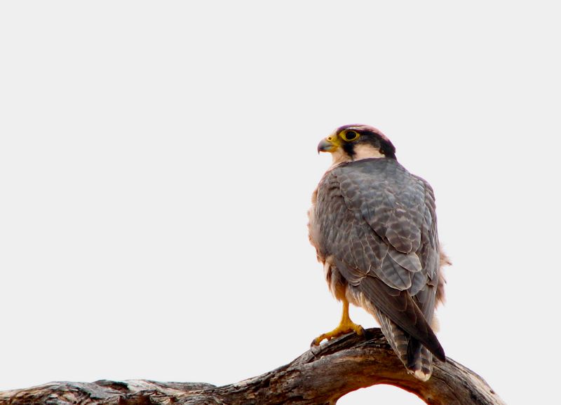 Falco biarmicus