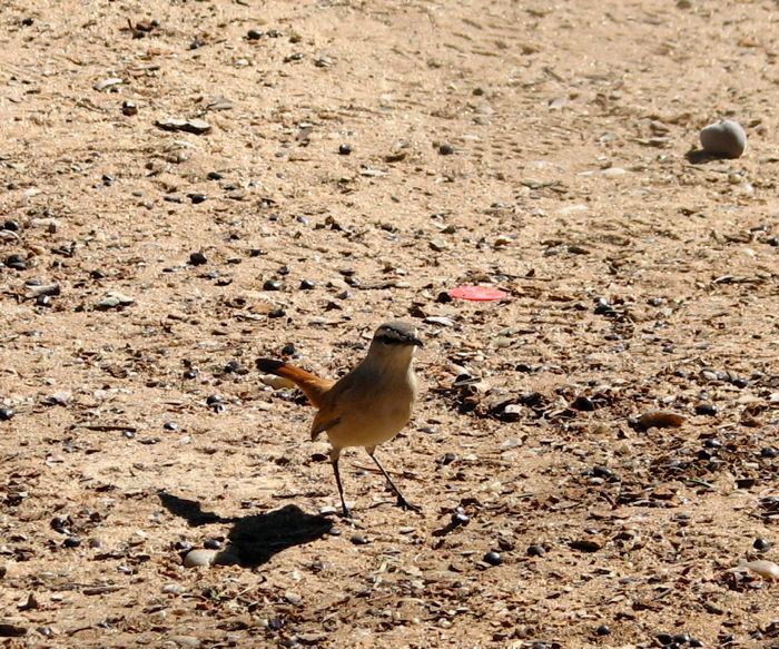 Cercotrichas paena