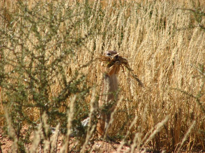 Ground Squirrel collecting grass