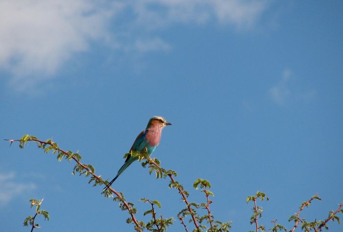 Lilac-breasted Roller