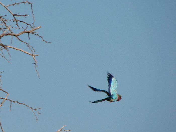 A blue flash
