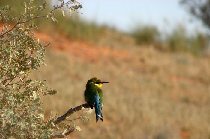 Swallow-tailed Bee-eater 