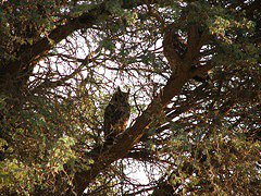 Spotted Eagle-Owl