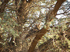 Bubo africanus