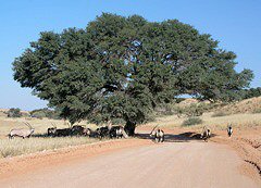 We often find Verreaux's Eagle Owl in this Camelthorn