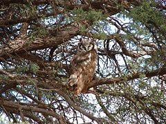 Verreaux's Eagle-Owl