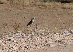 Crowned Lapwing