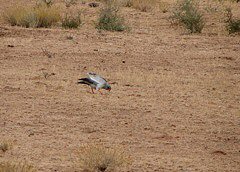 Pale Chanting Goshawk catching termites