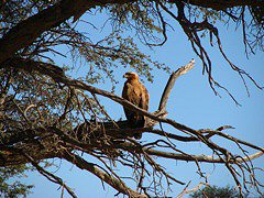 Tawny Eagle