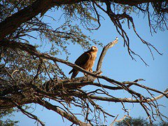 Aquila rapax