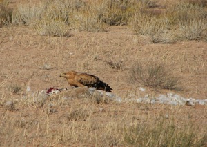 Tawny Eagle kiled a Kori Bustard