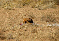 Aquila rapax