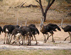 Common Ostrich