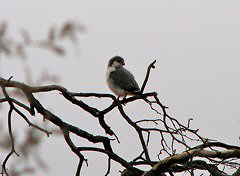 Male Pygmy Falcon