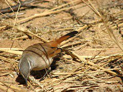 Kalahari Scrub-Robin