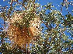 White-browed Sparrow-Weaver