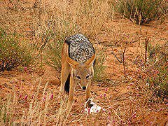 Black-backed Jackal