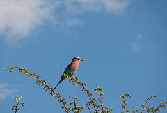 Lilac-breasted Roller