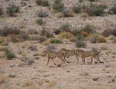Cheetahs on the hunt