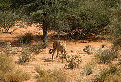 Four subadult cheetahs