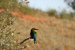 Swallow-tailed Bee-eater