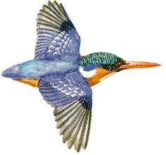 Alcedo cristata
