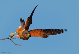 Rock Kestrel