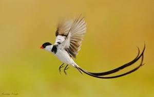 Pin-tailed Whydah