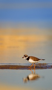 Common Ringed Plover (Breeding)