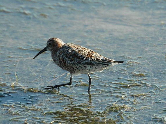 Greater Painted-Snipe