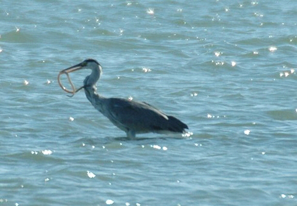 Grey Heron