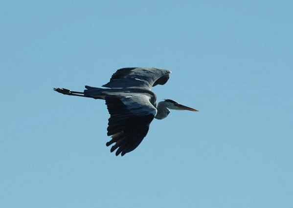 Grey Heron