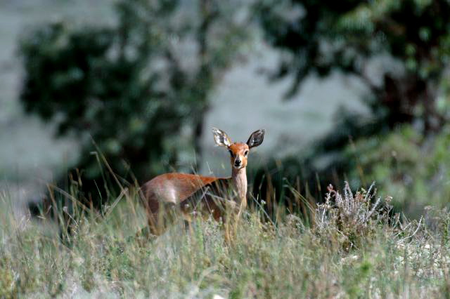 Steenbock female