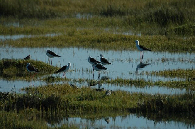 Black-Winged Stilt 