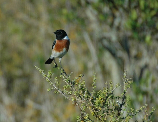 African Stonechat