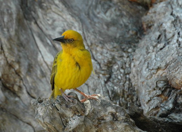 Cape Weaver
