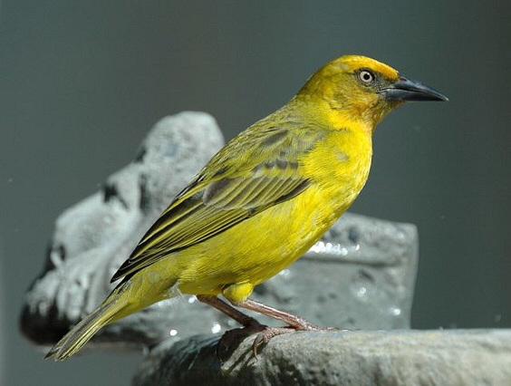 Cape Weaver