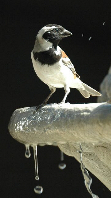 Cape Sparrow