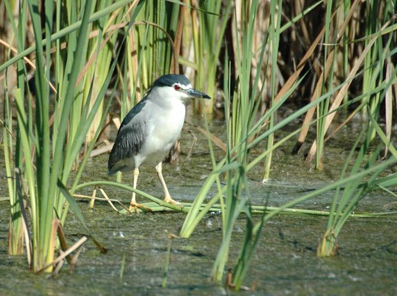 Black-Crowned Night Heron